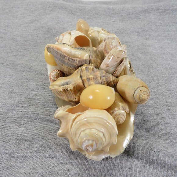 Hiatella arctica mother of pearl polished finish REAL with other shells - Picture 3 of 13